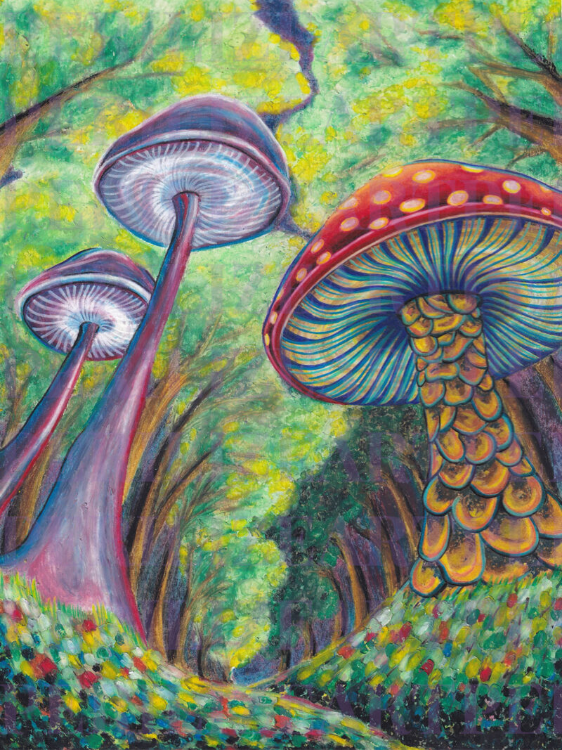Rainbow Shrooms